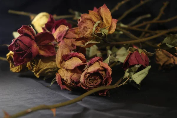 dried rose flowers on a black background