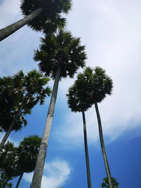 palm tree in the park