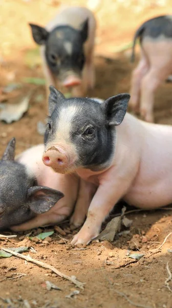 cute little pig in the farm