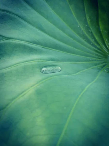 close up of a leaf of a banana