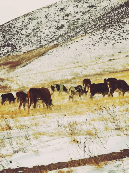 herd of cows grazing in the snow