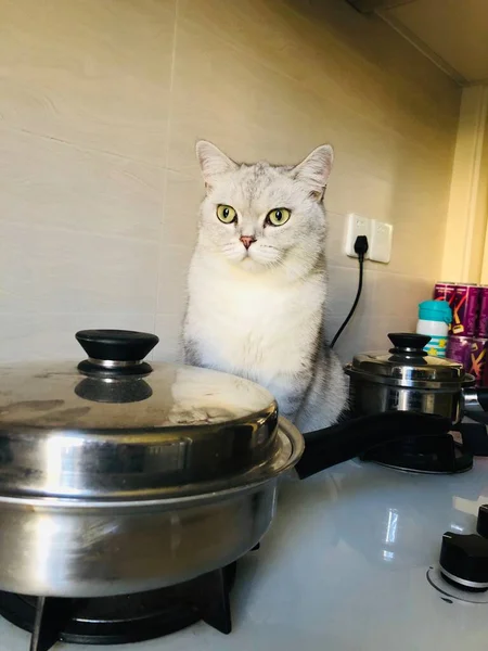 cat in the kitchen