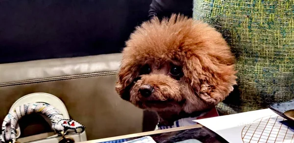 cute dog with a book