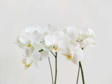 Картина, постер, плакат, фотообои "белый цветок орхидеи на светлом фоне орхидеи тюльпаны маки ван гог", артикул 509538176