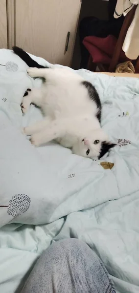 cute cat sleeping on bed