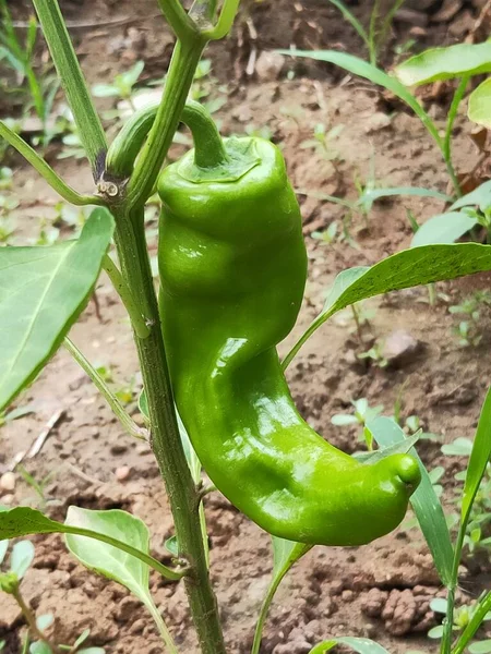 green pepper growing in the garden