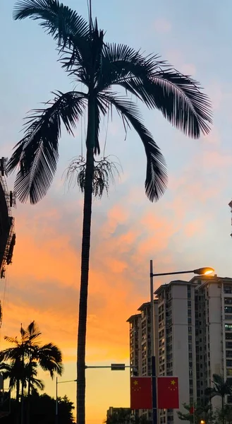 palm trees in the city of miami, florida