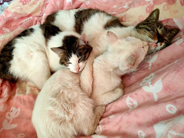 cute little kittens, sleeping on a bed