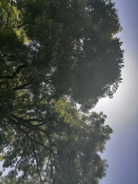 forest trees in nature, beautiful flora