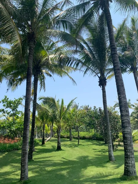 palm trees in the park