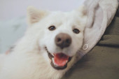 portrét roztomilého psa