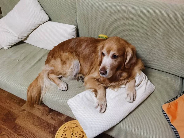 cute dog with a cup of coffee on a sofa