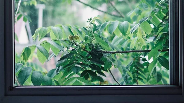 green leaves in the window