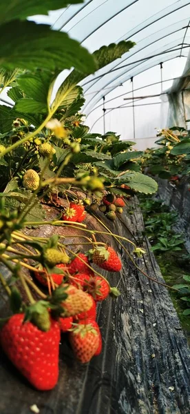 red and white strawberries in the garden