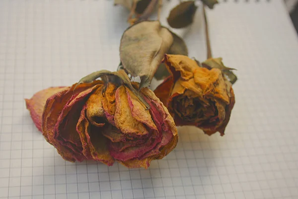 dried rose on a white background