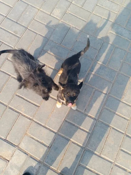 cat and dog on the street