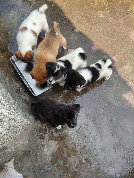 cat and cats in the street