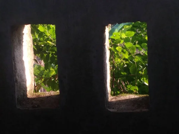 green leaves on the window