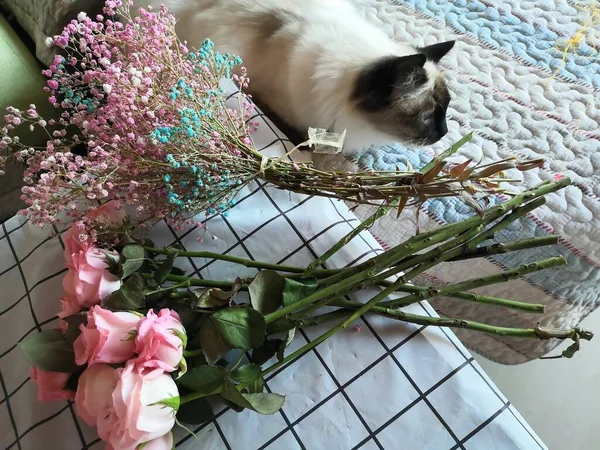 cat with flowers on a background of a tree