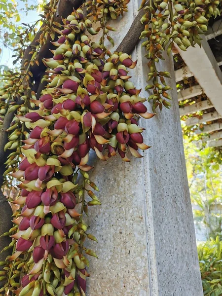 close up of a bunch of dates growing on a tree