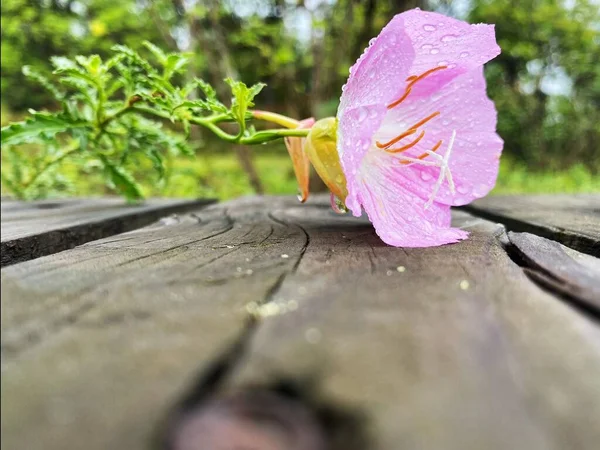 beautiful pink flower on the background of the garden