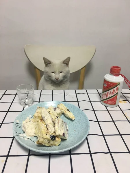 cat eating food on the table