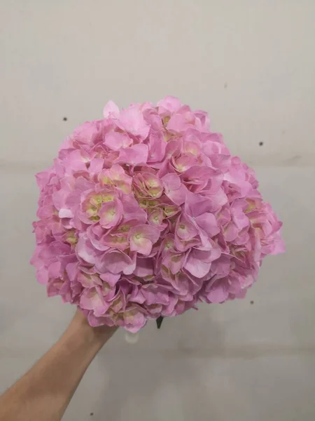 beautiful bouquet of pink peonies on a white background