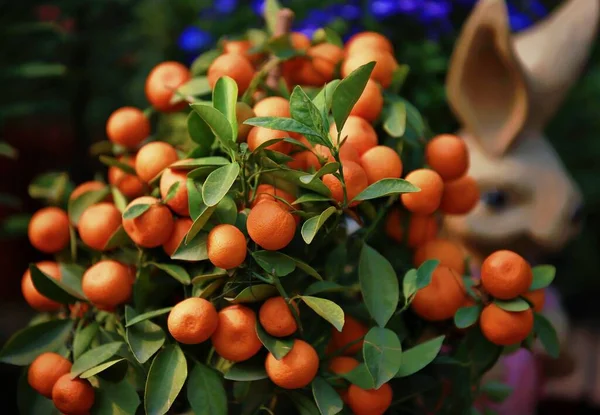 ripe orange fruits on a tree branch