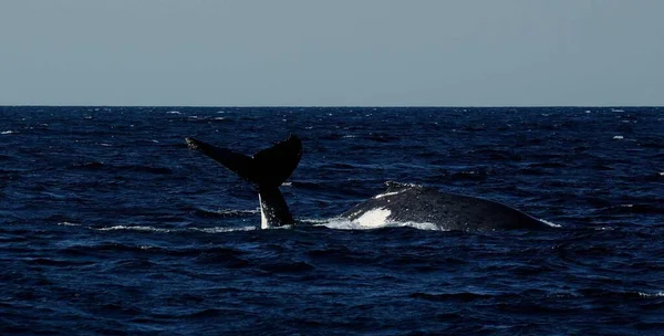 humpback whale in the sea