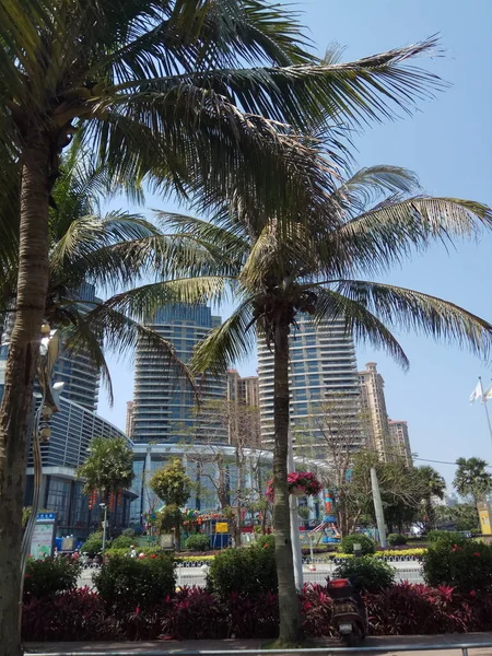 palm trees in the city of barcelona