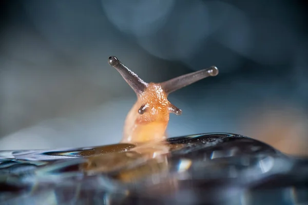 snail on the water