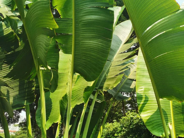 green leaves of banana tree in the garden