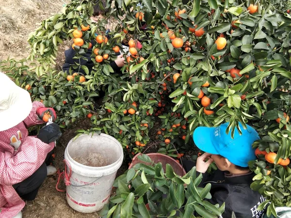 fresh ripe fruits on the farm