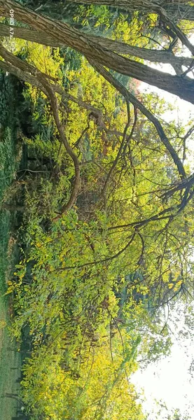 stock image beautiful view of the forest