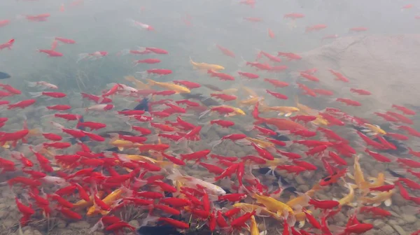 beautiful red and white fish in the water