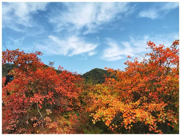 beautiful autumn landscape with trees and leaves