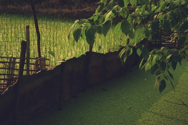 beautiful landscape with a tree and a green leaves