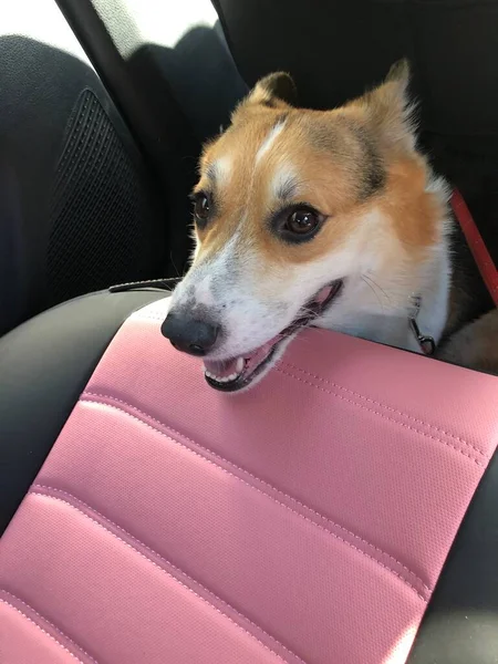 dog sitting on the car seat