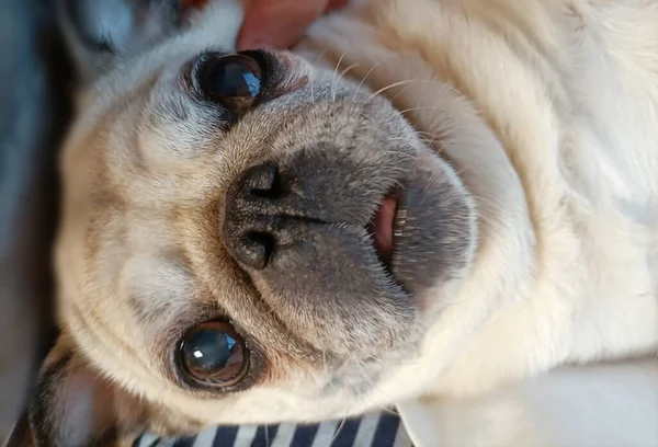 stock image dog breed portrait, close up