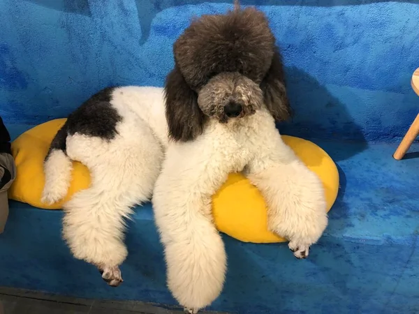 cute little puppy with a teddy bear