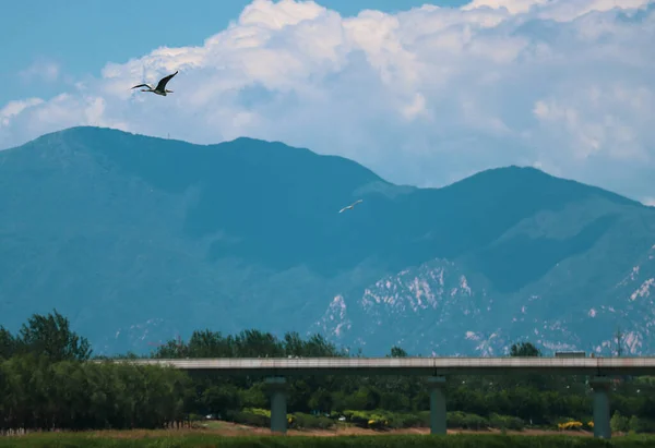 beautiful landscape with a flock of birds and a small bird