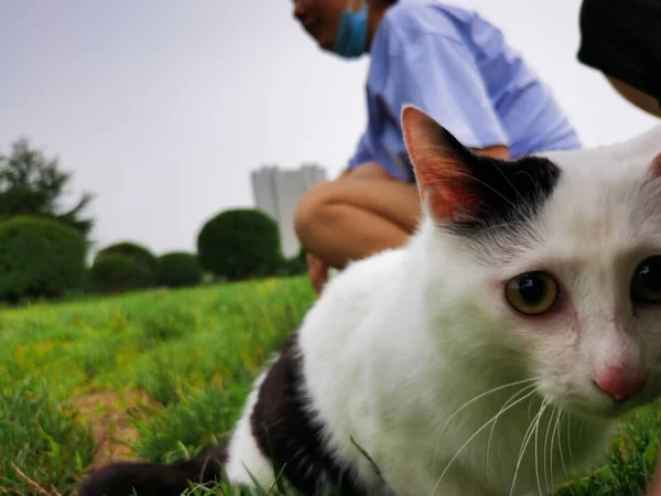 cat with a pet dog in the park