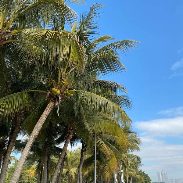 palm trees in the park