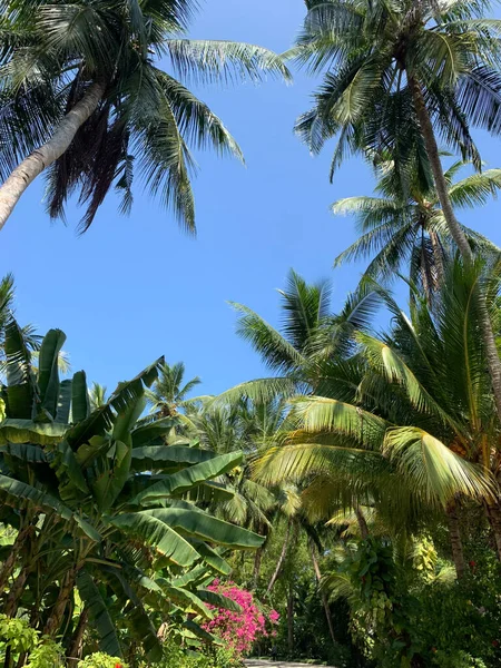 palm trees in the park