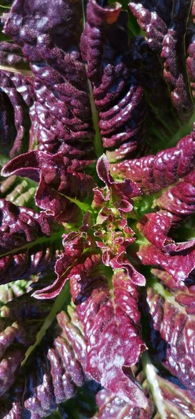 fresh organic purple and red cabbage