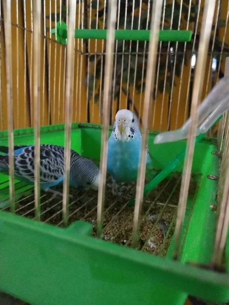 a small bird in the cage
