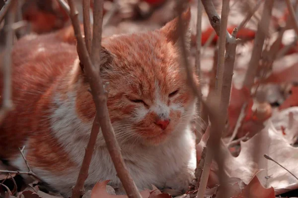 cute little kitten in the garden