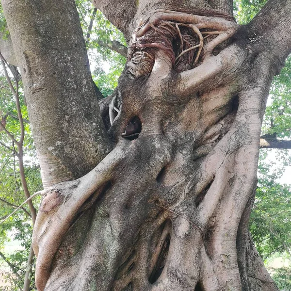 tree roots in the forest