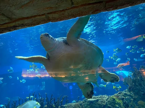 underwater view of a beautiful sea turtle