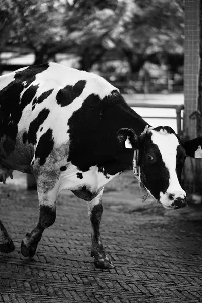 black and white photo of a cow in the village